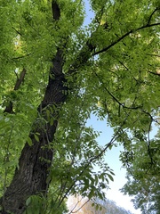 Fraxinus pennsylvanica