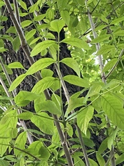 Fraxinus pennsylvanica