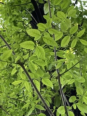 Fraxinus pennsylvanica