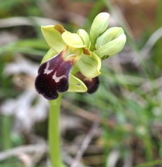 Ophrys vasconica