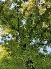 Fraxinus pennsylvanica