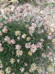 Trifolium dasyphyllum