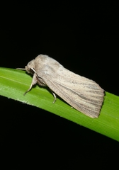 Mythimna pudorina