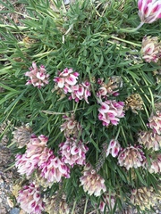Trifolium dasyphyllum