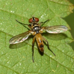 Xanthomelanodes flavipes