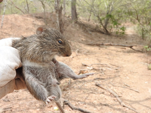 Allen's cotton rat