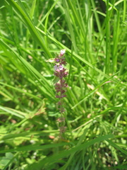 Stachys agraria