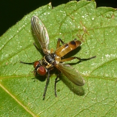 Xanthomelanodes flavipes