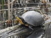 Blanding's Turtle - Photo (c) Riley Walsh, some rights reserved (CC BY-NC), uploaded by Riley Walsh