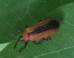 Odontota dorsalis