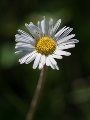 Aster bellidiastrum