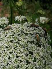 Macrodactylus nigripes