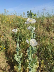Papaver somniferum