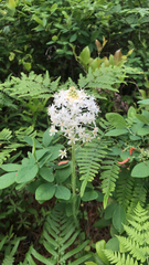 Melanthiaceae