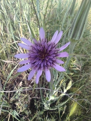 Tragopogon porrifolius