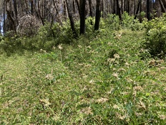 Astragalus agnicidus