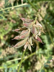 Astragalus agnicidus
