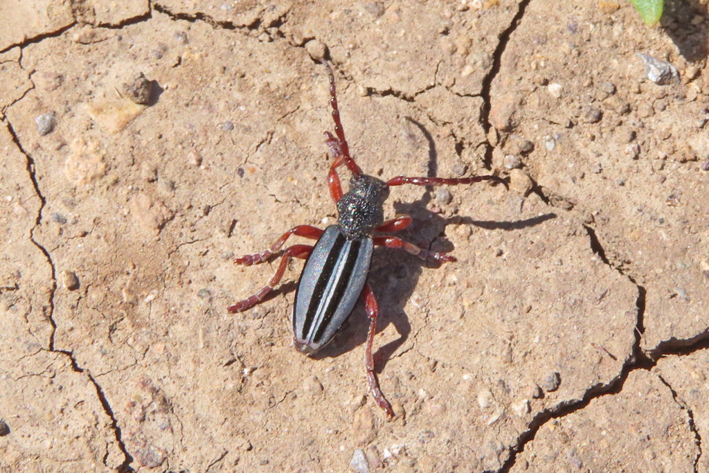 Dorcadion bistriatum