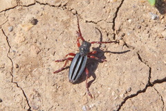 Dorcadion bistriatum