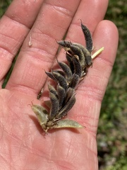 Astragalus agnicidus