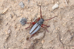 Dorcadion indutum