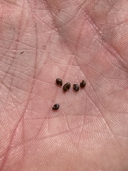 Astragalus agnicidus