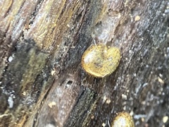 Astragalus agnicidus