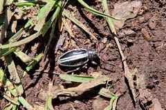 Dorcadion nitidum