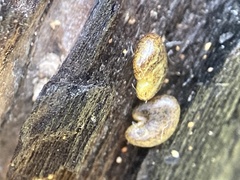 Astragalus agnicidus