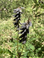 Astragalus agnicidus