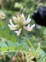 Astragalus agnicidus