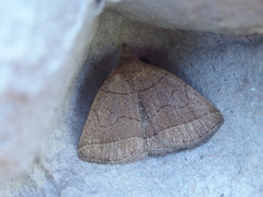 Zanclognatha marcidilinea