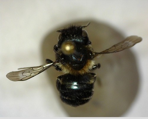 iNaturalist observation photo of Mason Bees