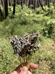 Astragalus agnicidus