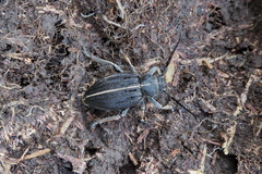 Dorcadion striolatum