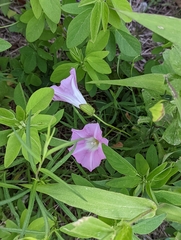 Calystegia sepium limnophila