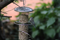 Cyanistes caeruleus