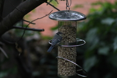Cyanistes caeruleus