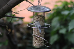 Cyanistes caeruleus