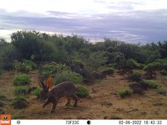 Bunolagus monticularis