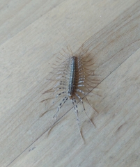 Scutigera coleoptrata
