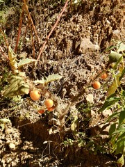 Solanum hirtum