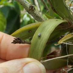Psyllobora nana