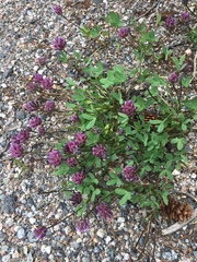 Trifolium parryi