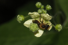 Andrena florea