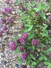 Trifolium parryi
