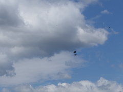 Ptyonoprogne rupestris