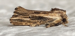 Noctuidae