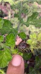Euphoria leucographa
