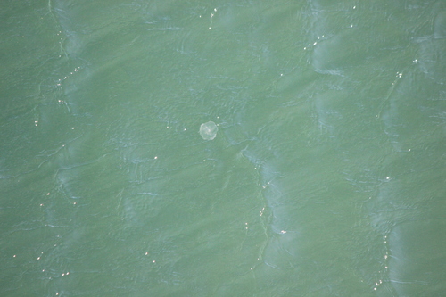 photo of Greater Moon Jelly (Aurelia labiata)